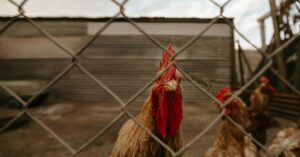 Illustration de Poulailler : le scandale qui divise la France Chicken-farm-conflict