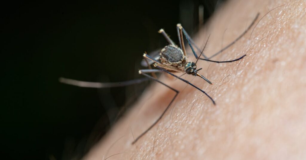 Illustration de Moustique tigre : la menace grandit en France Mosquito-biting-skin-arm