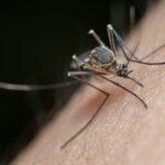 Mosquito-biting-skin-arm
