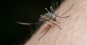 Mosquito-biting-skin-arm