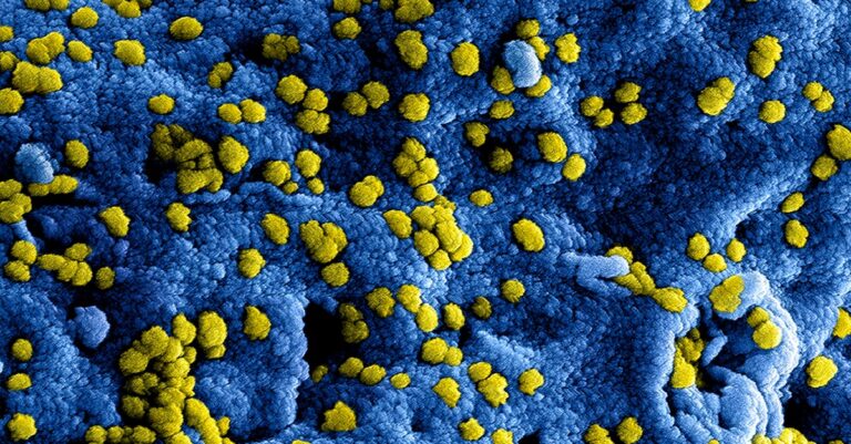 Illustration de Hépatite B : la fausse promesse d'une guérison totale ? hepatitis-B-virus-research-1