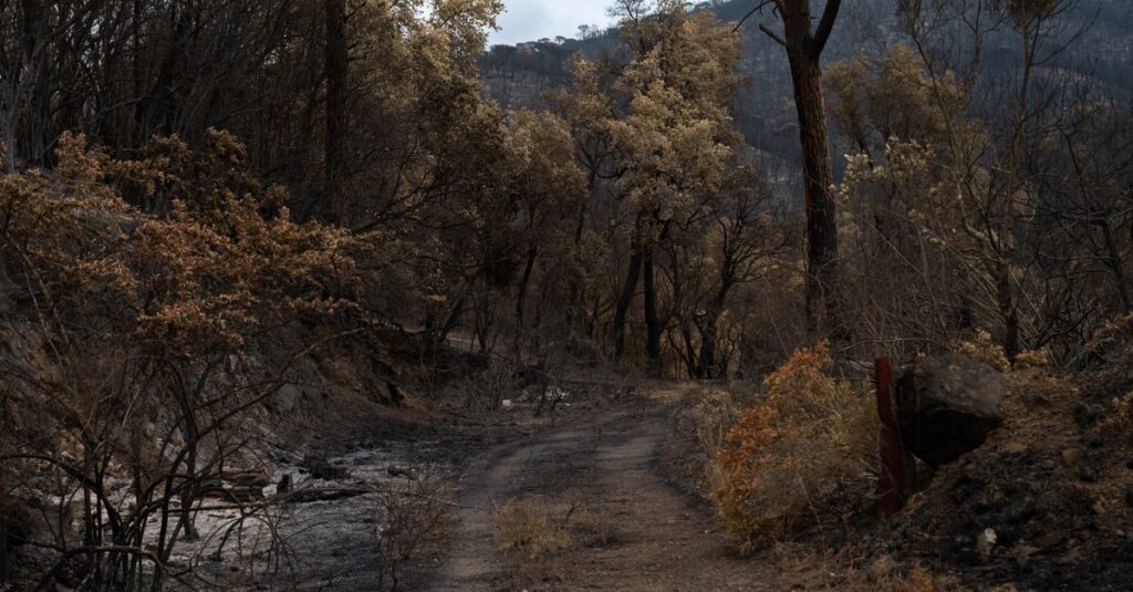 France-wildfires-destruction