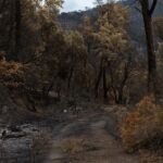 France-wildfires-destruction