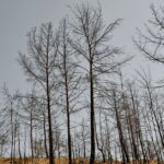 forest-drought-tree