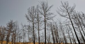 Illustration de Catastrophe imminente : nos forêts menacées de mort cet été forest-drought-tree