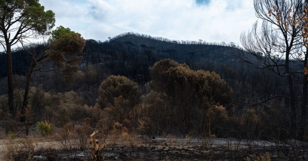 Illustration de Incendies : la Gironde livrée aux flammes, un bilan désastreux France-wildfires-burned-forests