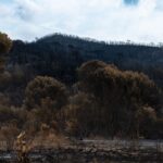 France-wildfires-burned-forests