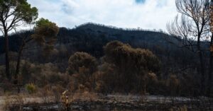Illustration de Incendies : la Gironde livrée aux flammes, un bilan désastreux France-wildfires-burned-forests