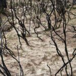 Gironde-wildfire-aftermath
