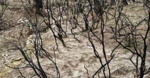 Gironde-wildfire-aftermath