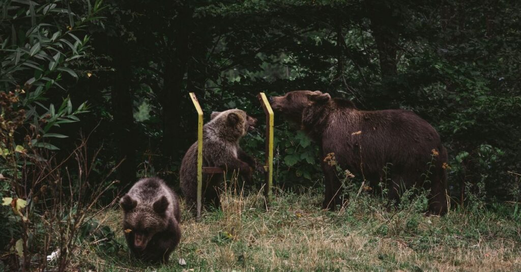 Orphan-bear-cubs-Romania