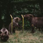 Orphan-bear-cubs-Romania