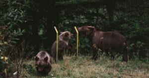 Orphan-bear-cubs-Romania