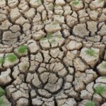 drought-vegetables-scarcity