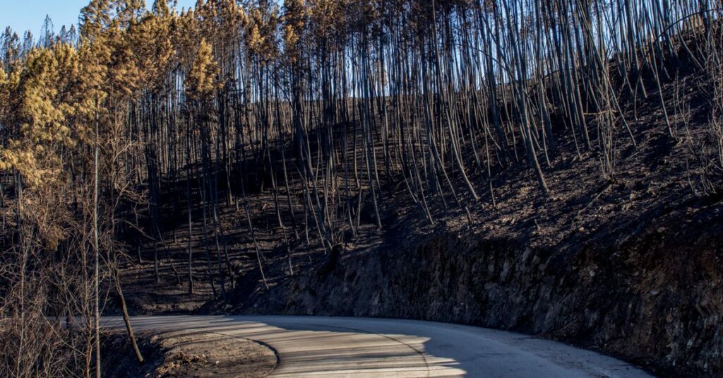 Illustration de La France en Cendres : Qui sont ces Incendiaires qui Dévastent le Pays ? forest-fire-destruction