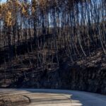 forest-fire-destruction