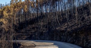 Illustration de La France en Cendres : Qui sont ces Incendiaires qui Dévastent le Pays ? forest-fire-destruction