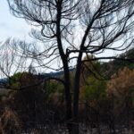 forest-fire-destruction-Aude
