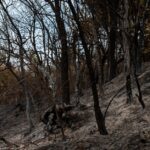 forest-fire-devastation-2