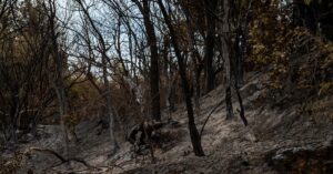Illustration de L'écologisme, fléau de l'écologie : une catastrophe politique se profile forest-fire-devastation-2