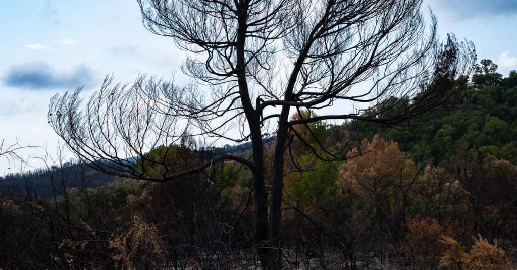 Illustration de Écologisme politique : la déroute face aux désastres climatiques forest-fires-france-1